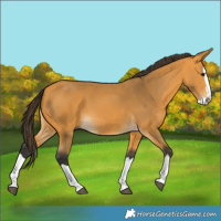 Horse Color:Buckskin Splash 