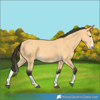 Horse Color:Buckskin Splash 