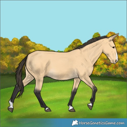 Horse Color:Buckskin Splash 