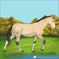 Horse Color:Buckskin Splash 
