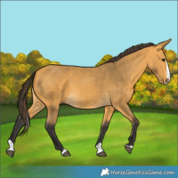 Horse Color:Buckskin Splash 