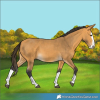 Horse Color:Buckskin Splash 