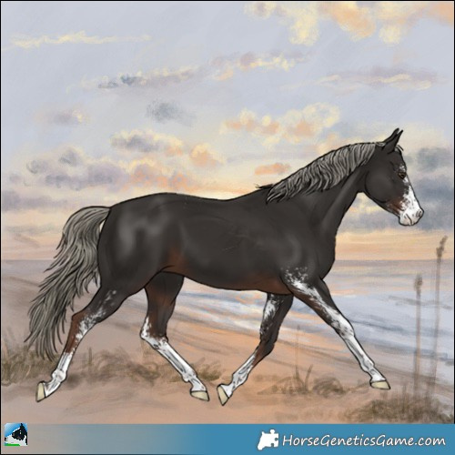 Horse Color:Liver Chestnut Mushroom Sabino 