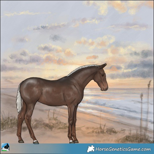 Horse Color:Liver Chestnut Mushroom 