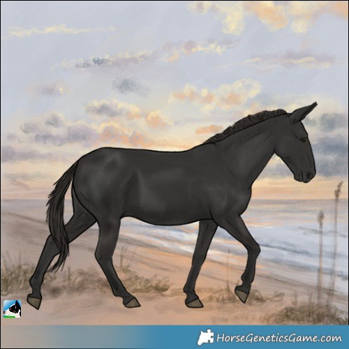 Horse Color:Liver Chestnut Rabicano