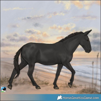 Horse Color:Liver Chestnut Rabicano