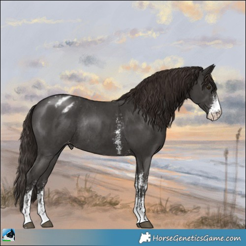 Horse Color:Liver Chestnut Sabino Varnish Rabicano 
