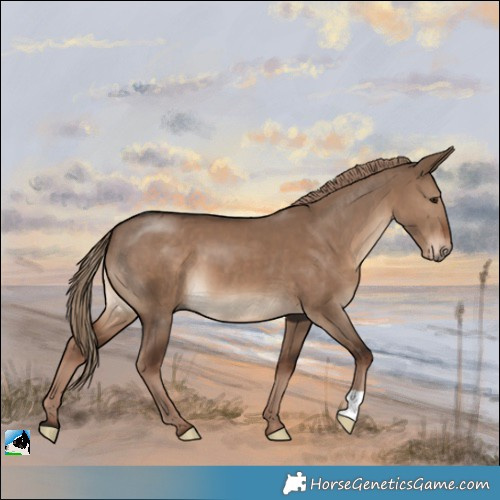 Horse Color:Liver Red Dun 
