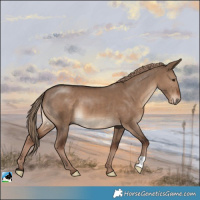 Horse Color:Liver Red Dun