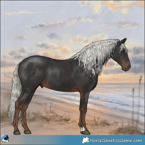 Horse Color:Liver Chestnut Mushroom 