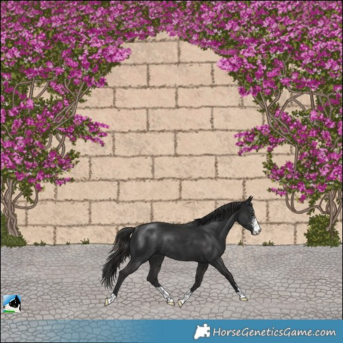 Horse Color:Liver Chestnut Sabino Rabicano