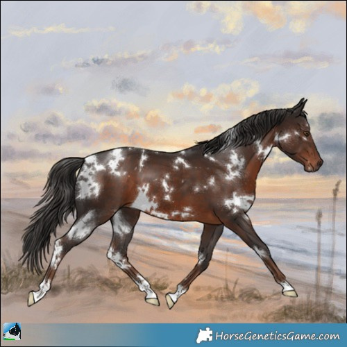 Horse Color:White Spotted Liver Chestnut