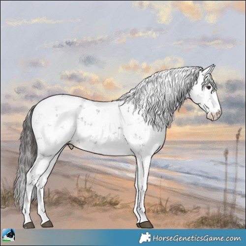 Horse Color:Liver Chestnut Sabino Rabicano 