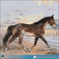 Horse Color:Liver Chestnut Rabicano 