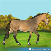 Horse Color:Buckskin Splash 