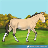Horse Color:Buckskin Splash 