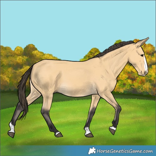 Horse Color:Buckskin Splash 
