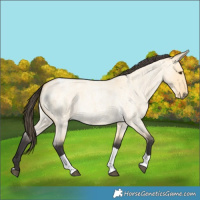 Horse Color:Buckskin Roan Dun Tobiano