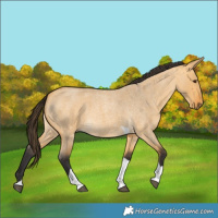 Horse Color:Buckskin Roan Dun Tobiano 