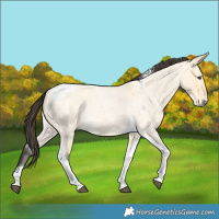 Horse Color:Buckskin Roan Dun Tobiano