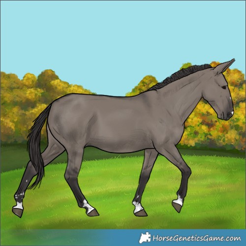 Horse Color:Smoky Grullo 