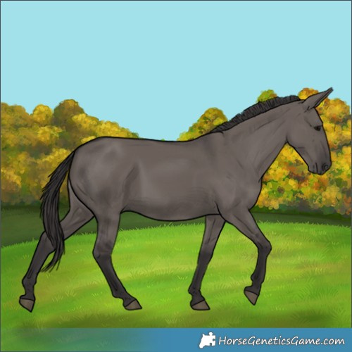 Horse Color:Smoky Grullo 