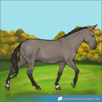 Horse Color:Smoky Grullo