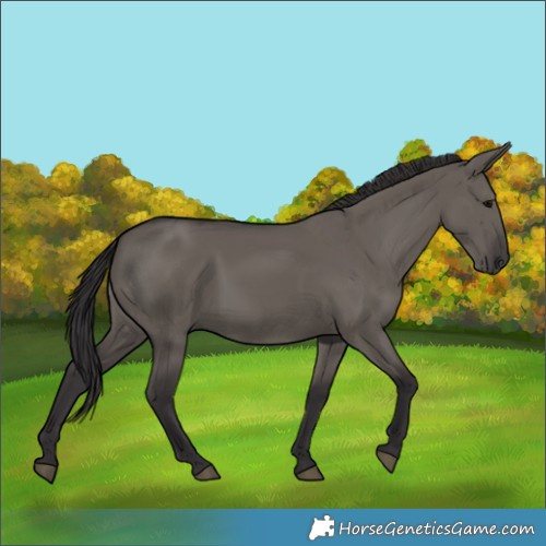 Horse Color:Smoky Grullo 