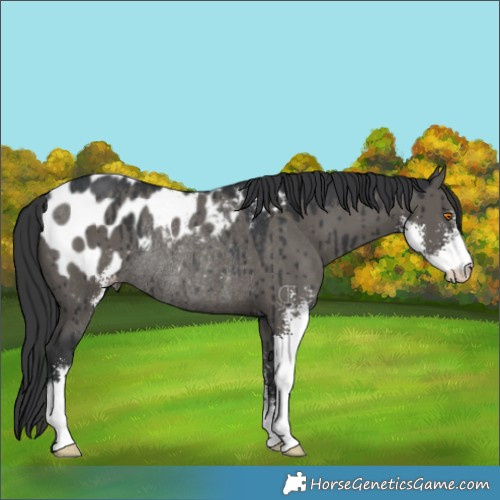 Horse Color:Grullo Sabino Appaloosa Rabicano Brindle 