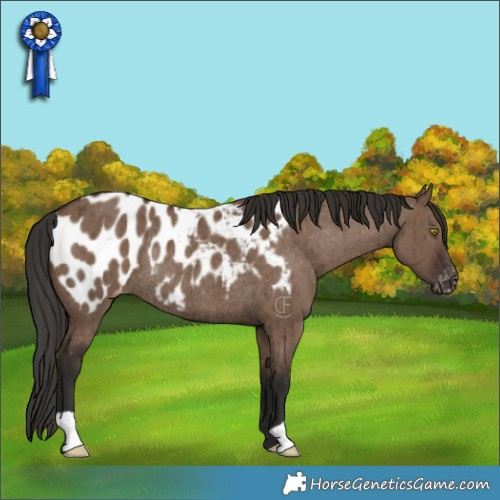 Horse Color:Liver Red Dun Appaloosa Rabicano Brindle 