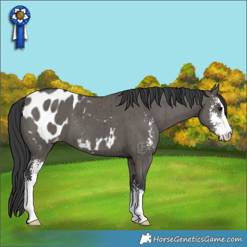 Horse Color:Grullo Sabino Appaloosa Brindle 