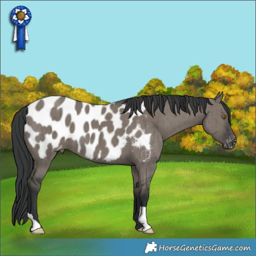 Horse Color:Grullo Appaloosa Brindle 