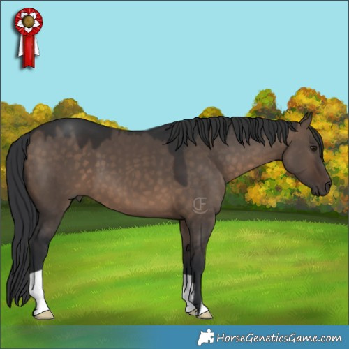 Horse Color:Brown Dun 