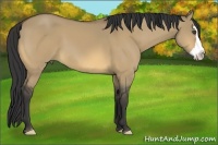 Horse Color:Buckskin Dun Splash Frame 