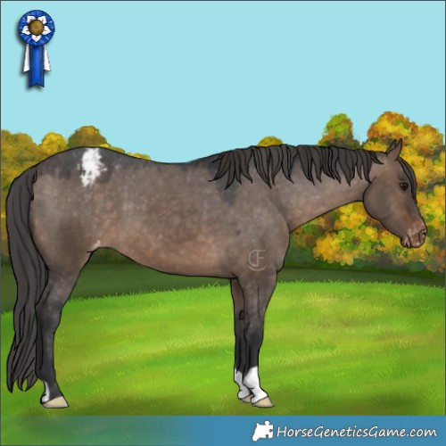 Horse Color:Brown Dun Appaloosa 