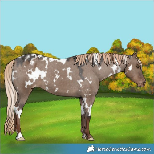 Horse Color:White Spotted Liver Red Dun Appaloosa 