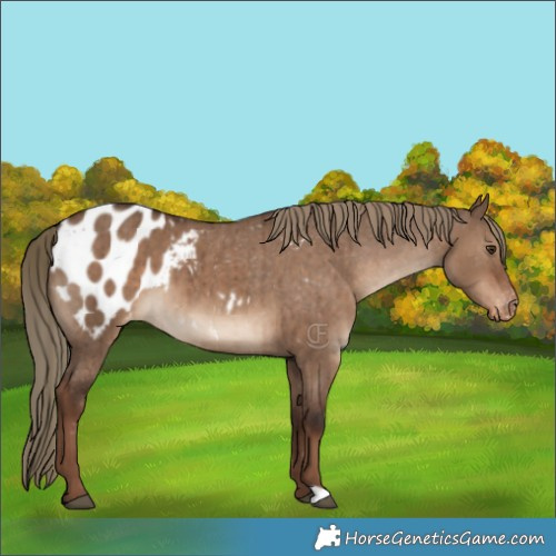 Horse Color:Liver Red Dun Appaloosa Brindle 