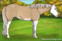 Horse Color:Palomino Splash
