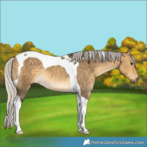 Horse Color:Silver Buckskin Dun Tobiano Rabicano