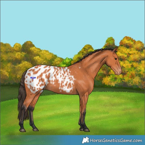 Horse Color:Bay Appaloosa 