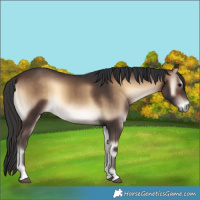 Horse Color:Brown Onyx Rabicano 