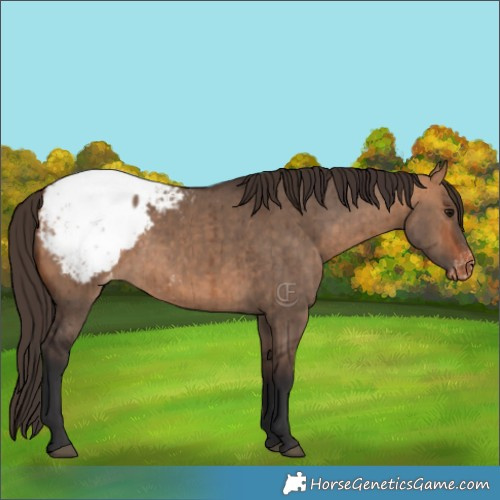 Horse Color:Bay Dun Appaloosa Brindle 