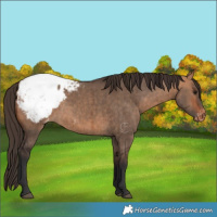 Horse Color:Bay Dun Snowcap Brindle 