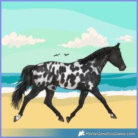 Horse Color:Brown Appaloosa