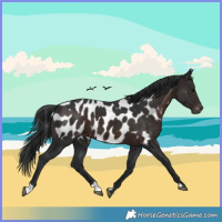 Horse Color:Brown Appaloosa 