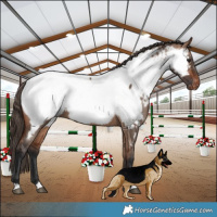 Horse Color:Bay Dun Appaloosa Brindle 