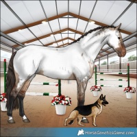 Horse Color:Bay Dun Appaloosa Brindle