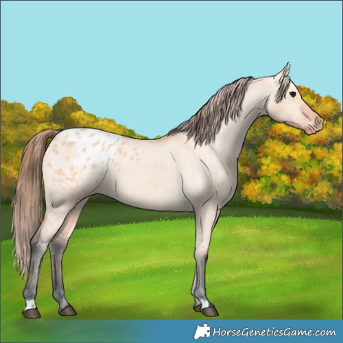 Horse Color:Bay Dun Blanket