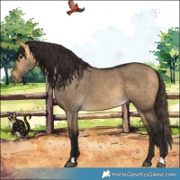 Horse Color:Buckskin Dun