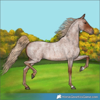 Horse Color:Red Roan 